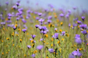 spring flowers ayuvreda