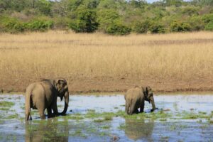 yala national park sri lanka recommendations