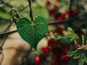 heart chakra leaf