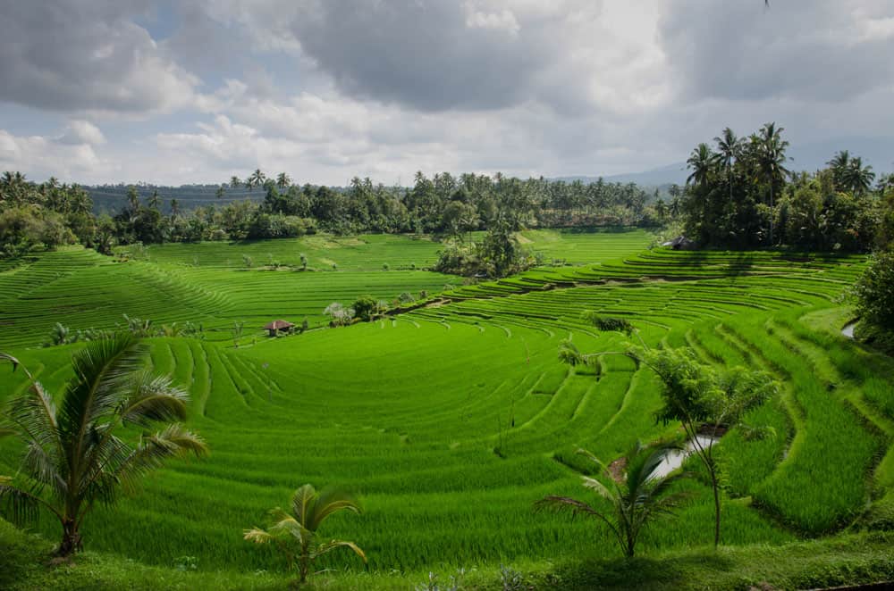 Ubud rice terraces