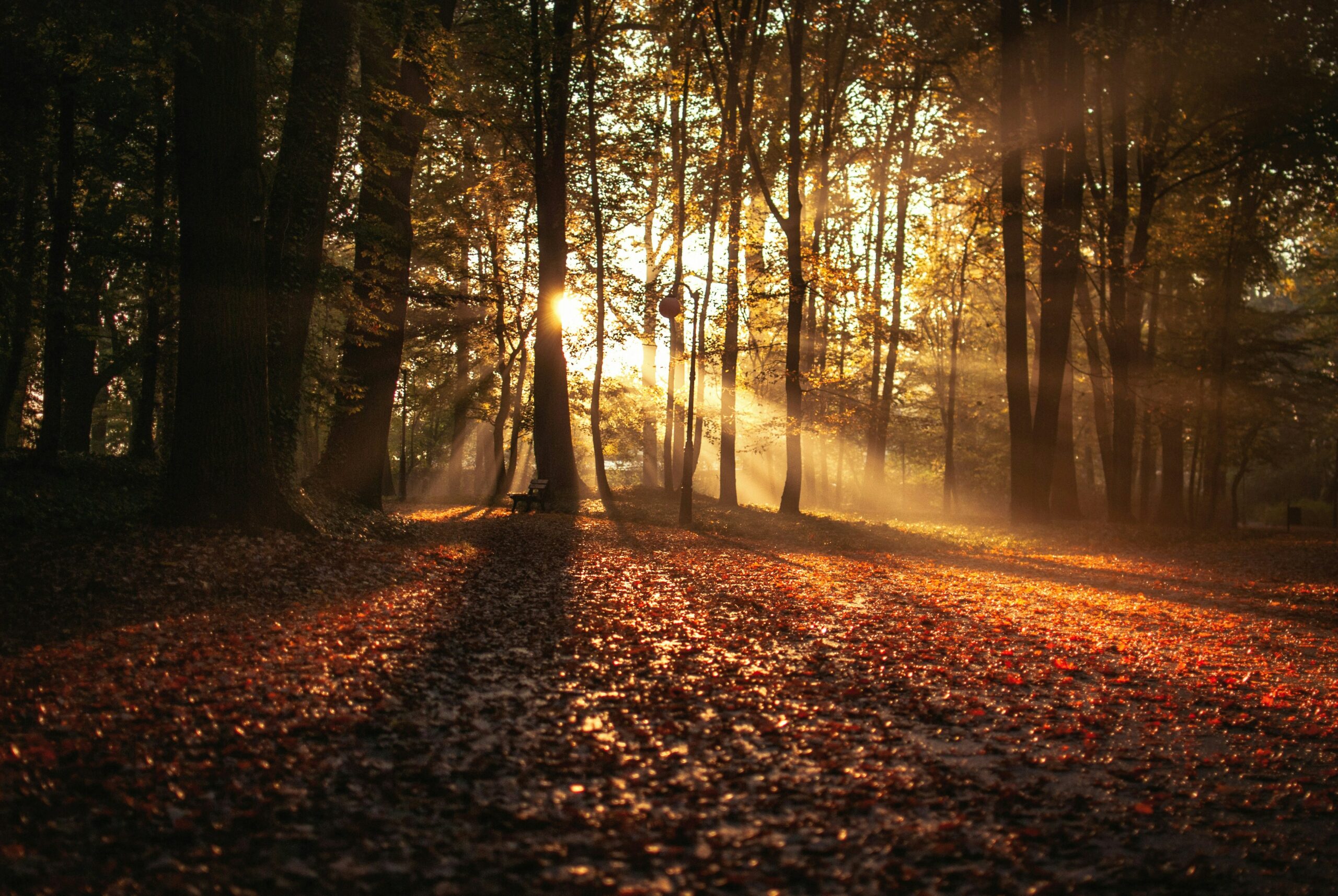 autumn transition yoga