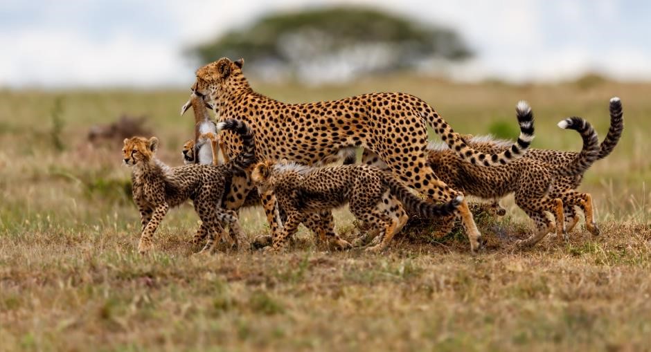 family of cheetah in bush botswana