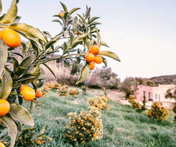 kumquat tree and fruit sunshine yoga holiday corfu