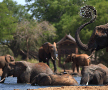 elephant-trunk-water-elephants-bathing
