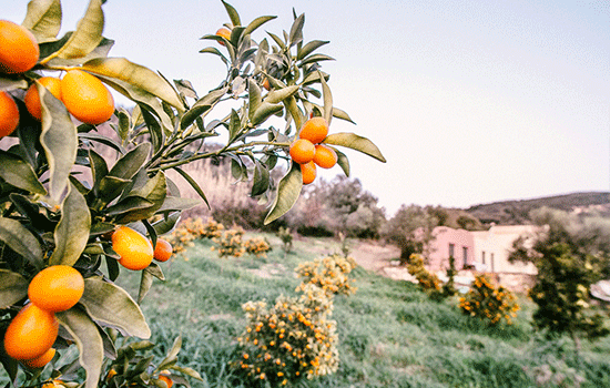 kumquat tree