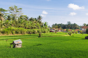 bali ubud rice paddies