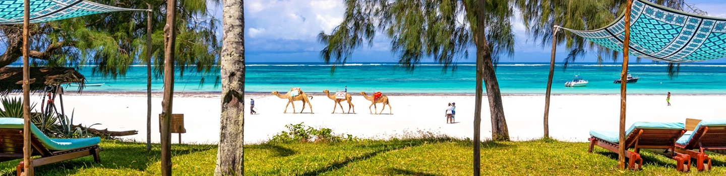 camels walking along diani beach in kenya